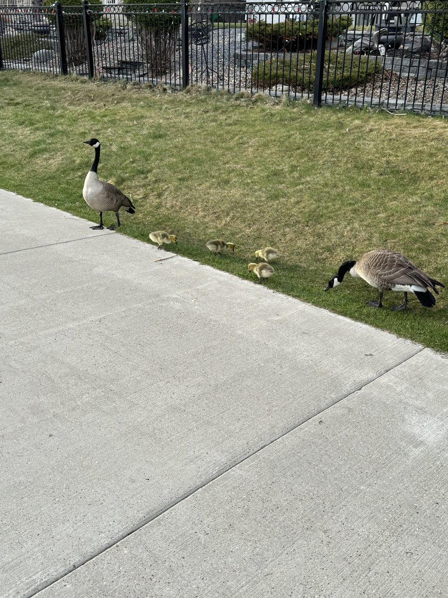 Gio. Out for walk this morning. Got hissed at. Gio didn’t even look at the family 🫶🏼🐾💙🪿#canadagoose #babies