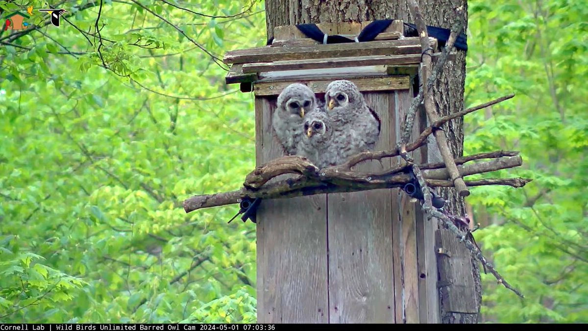 @BirdCams @WBU_Owls @WBU_Inc They’ve been absolutely adorable! Thanks Jim Carpenter! 
My favorite pic: