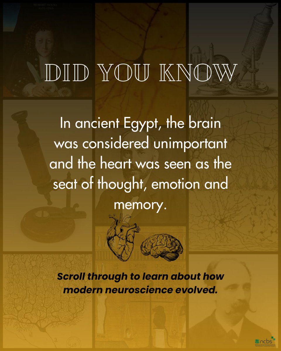 From ancient Egyptian beliefs about the brain to the revolutionary neuron drawings by Cajal, the journey of neuroscience is filled with intriguing discoveries & profound shifts in understanding. See 🧵to explore how key figures like Golgi and Cajal shaped modern neuroscience 1/7