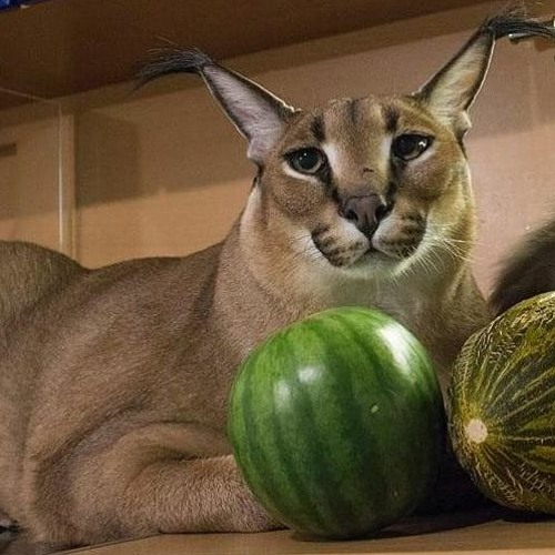 $FLOPPA wants to see more green watermelons