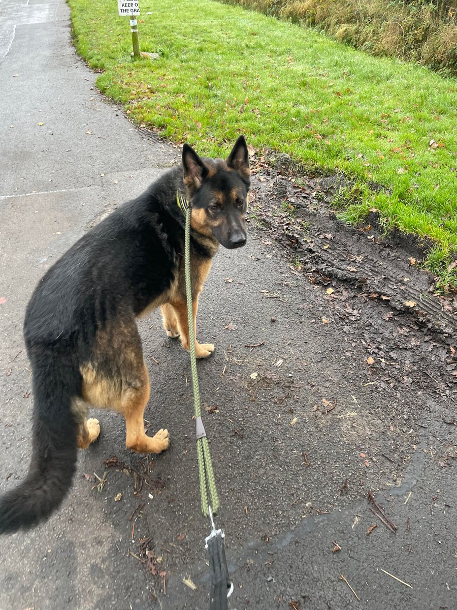 Baxter is 4yrs old and he has been with us since Dec 21, Baxter has made a lot of progress at our #Cheshire kennels but he will need an exp, child and pet free home to guide him #germanshepherd #dogs gsrelite.co.uk/baxter-3/