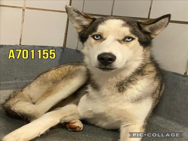 🆘 BEAUTIFUL HUSKY DOG POOCHI #A701155 (1yo nM, 44lb, hw-) IS BEING KILLED TODAY 5.6 BY SAN ANTONIO ACS #TEXAS‼️ 

Friendly, sweet, gentle; he likes treats & knows sit! 

To #foster/#AdoptDontShop 📧acsrescue-foster@sanantonio.gov / acsadoptions@sanantonio.gov

#PledgeForRescue