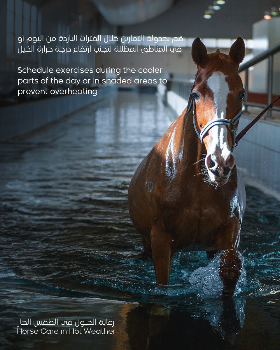 EVMCQatar's tweet photo. Navigating Summer with Your Horses: Essential Tips from EVMC
Discover best practices for keeping your equine companions cool and comfortable this season

#evmc #qatar #doha #veterinary #horse #equine #equestrian https://t.co/NpYaxaliN6