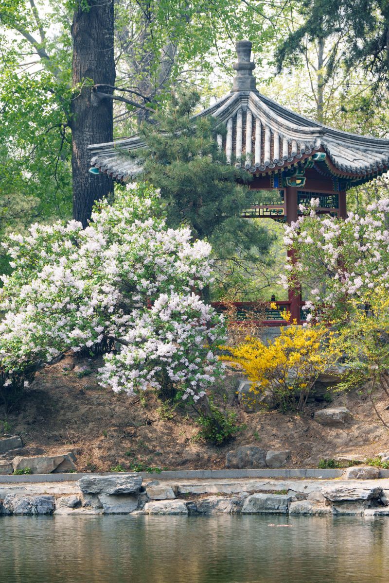 Is the season when everything springs up! 🌱Join us in marveling at nature’s transformation! #DiscoverTsinghua