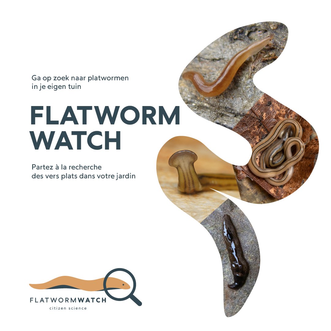 🌟We are very excited to launch #FlatwormWatch, our new Citizen Science project on non-native species! 🪴 It aims at gathering observations of flatworms 🪱 in Belgium thanks to the help of gardeners and naturalists 🔍👩‍🌾 📌More information: iasregulation.be/flatwormwatch