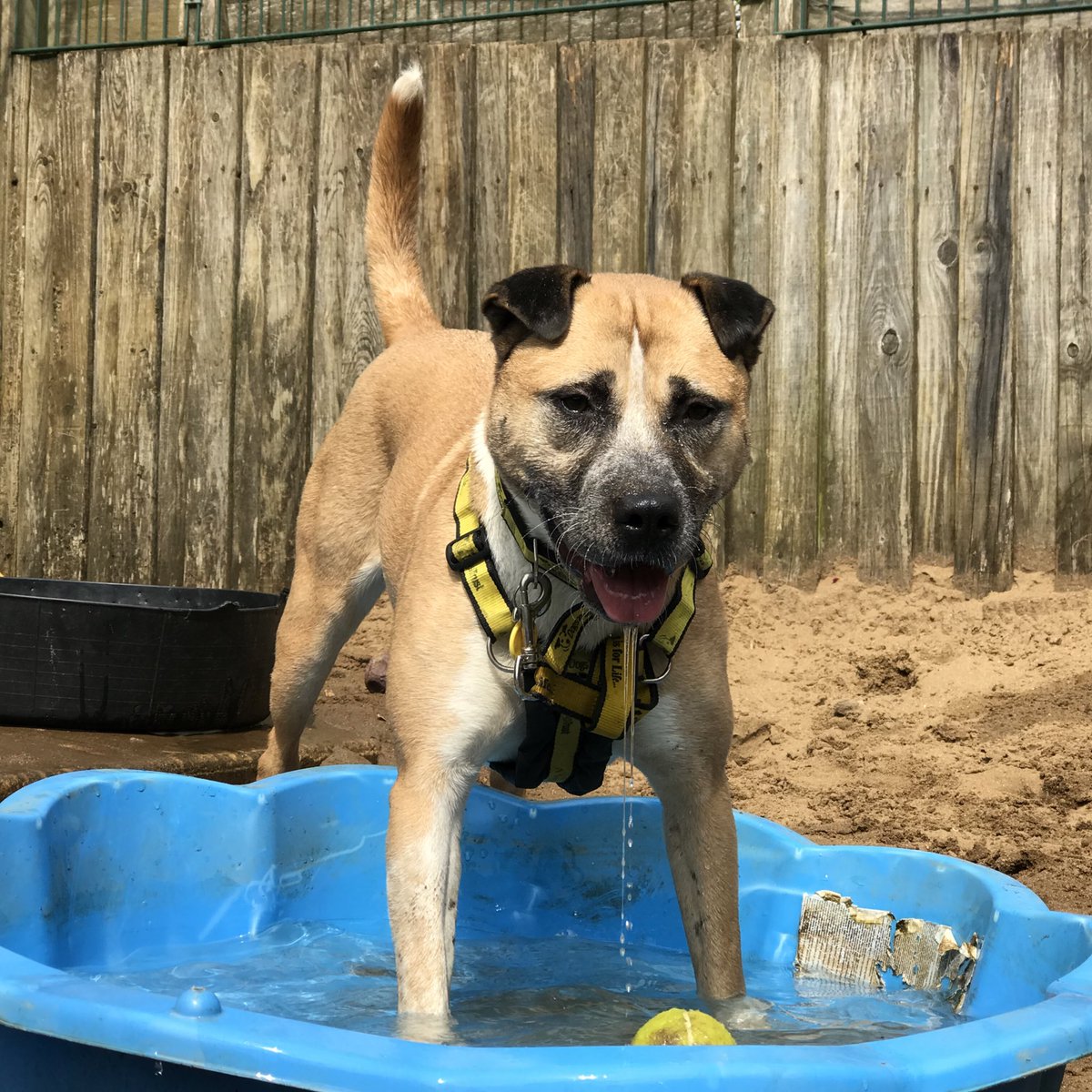 Too early in the season to get the paddling pool out? Amber thinks not! She is looking for a home @DogsTrust #Ilfracombe 💛🐶💛 dogstrust.org.uk/rehoming/dogs/… 🏡
#BankHolidayMonday #AdoptADog #ADogIsForLife #RescueDog 🐾