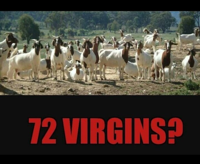 The hadith is right!  Just mistaken about the species of virgins.
~ @Worldywise6