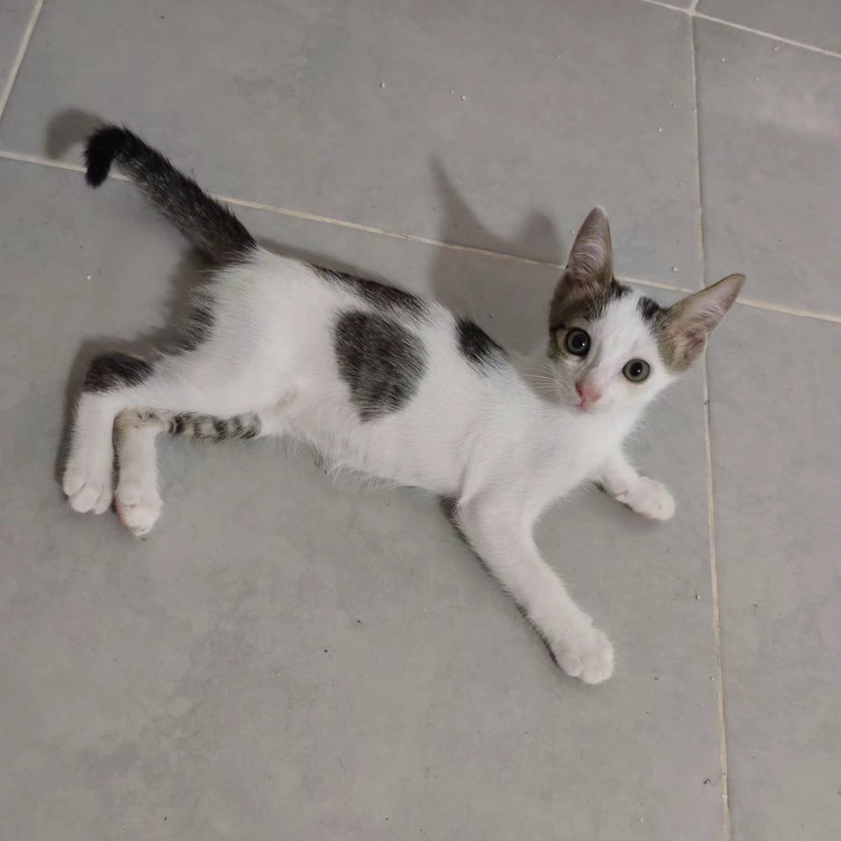 animalclubpy's tweet photo. Por qué adoptar en Animal Club? Incluimos
- Castración
- Ficha de vacunación
- Kit de regalo (con arena y plato de cerámica)
- Descuentos en productos del refu
- Seguimiento y soporte frente a consultas

Tenemos 8 michos listos para adoptar. Escribinos para conocer los requisitos https://t.co/dddoJ4hHRb