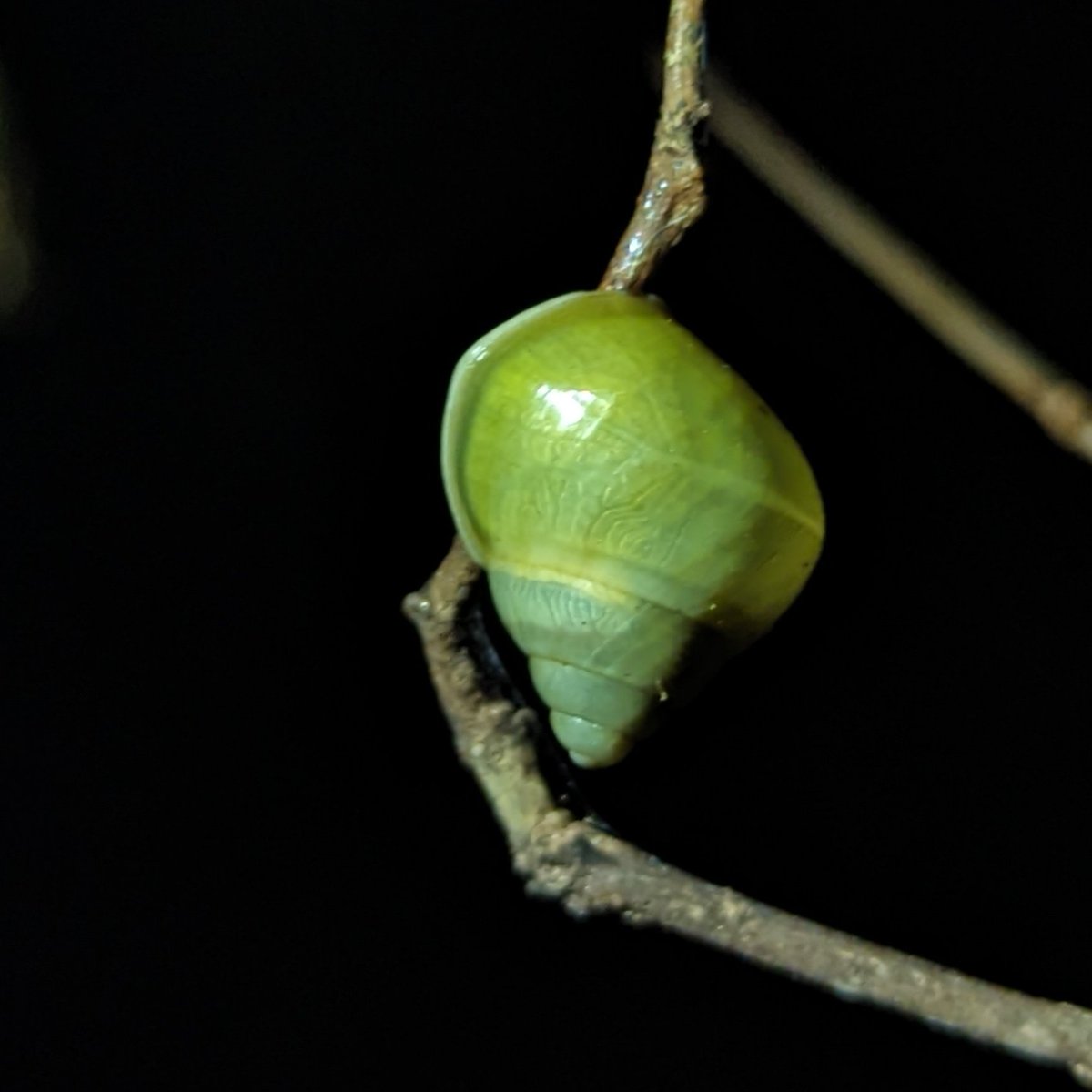 Singapore is home to a #snail found no where else in the world. YES! Green tree snails are #endemic to the tropical #rainforests of #Singapore. They are threatened by pests and habitat loss. I've read about them but haven't seen one until tonight! How exhilarating!