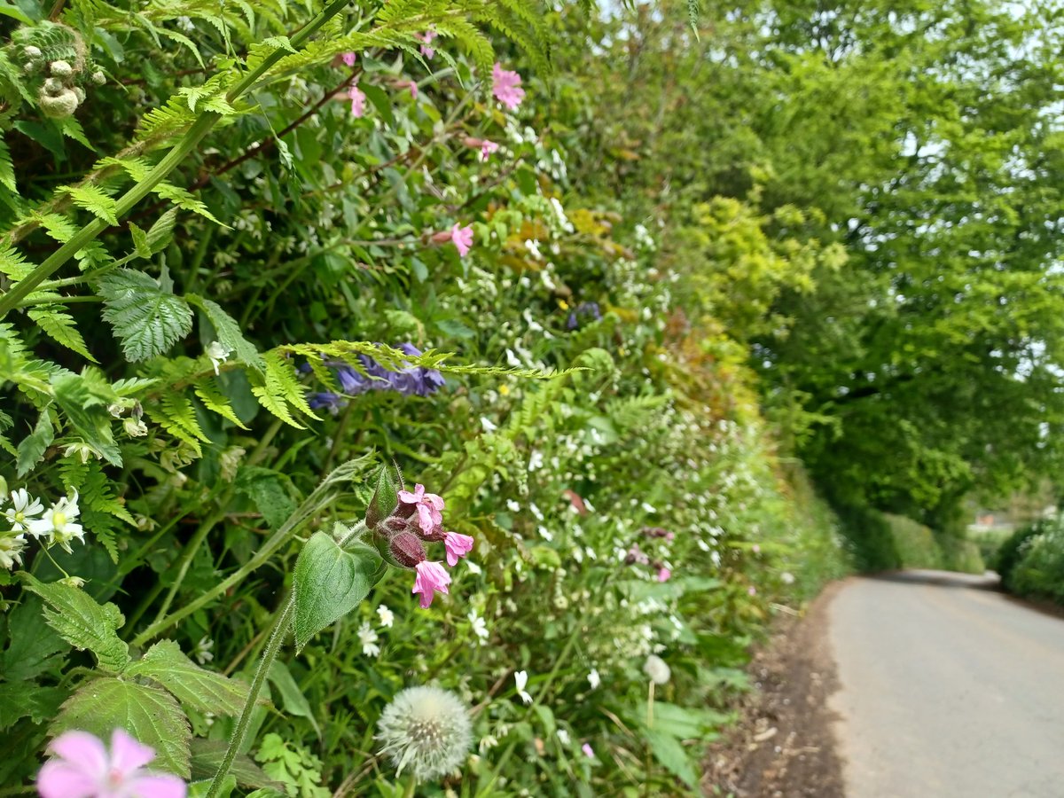 Its #NationalHedgerowWeek and im enjoying the spring flush in Devon

I was going to write a whole long thread, but it's too sunny!

Instead, today I recommend popping out &just admiring the beauty in the hedges all around