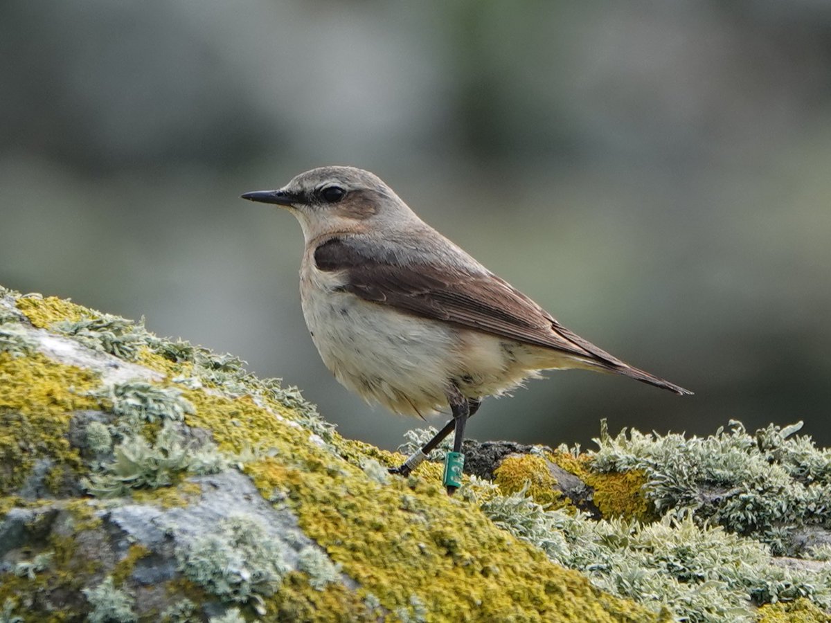 @fatsnipe has me hooked. Instead of marvelling at @skomer_island's magnificent seabirds & landscapes, I spend a rare solo tour of the island looking at Wheatear legs!! 4 ringed birds: read 3 of them (males D90 & F07, & fem H69). Great Black-backed W:162 also from @SkokholmIsland.
