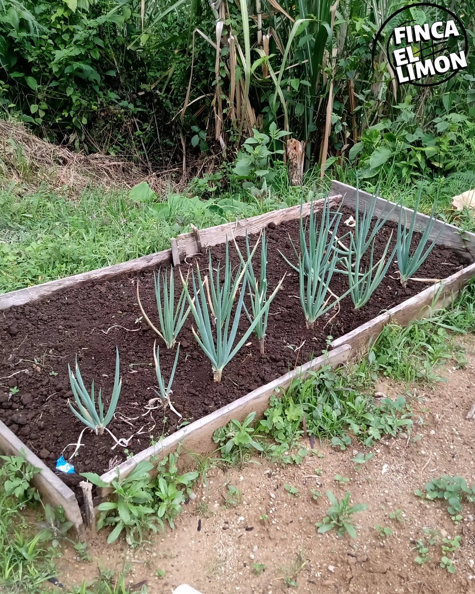 Welsh onion