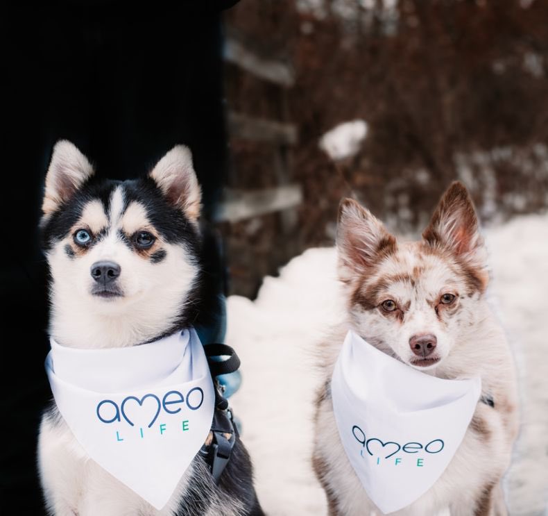 Littles & Bowie representing their favorite wellness brand!

From silver and probiotics for a healthy gut to soothing gel for paws and minor cuts, and gentle soap for their baths, we've got your pet's well-being covered!🐾

Can wellness get any cuter?! #AmeoLife #PetWellness