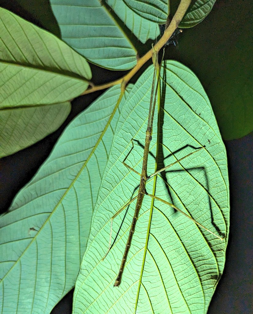 When we stooped down to peer at the tiny Big-eyed litter frog, we looked under the canopy and found this stick insect Necroscia punctata! What a beauty!