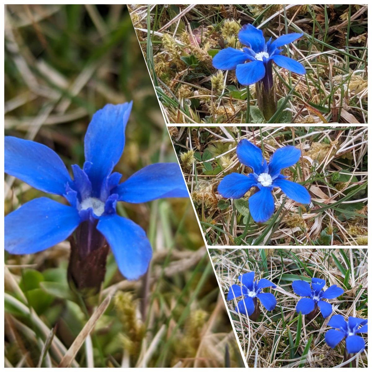 Fell in love with Spring Gentian (Gentiana verna) all over again on today's trip to #Teesdale. Hundreds of these little dazzlers on show - well worth the afternoon soaking!