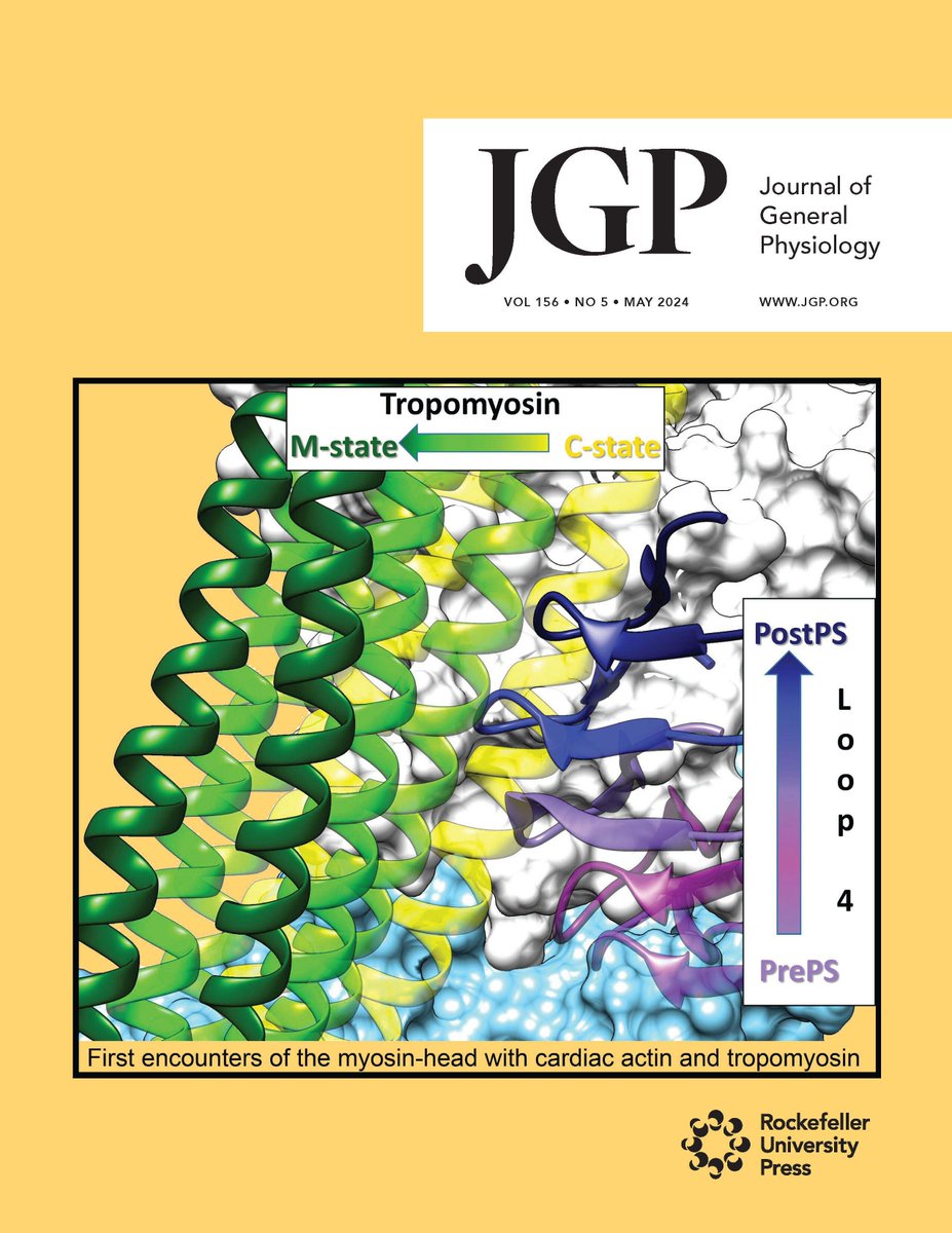 .@JGenPhysiol's May issue is out! ➡️ hubs.la/Q02vLlGw0 On the cover image, steered molecular simulation captures the pre-powerstroke to post-powerstroke transition of cardiac myosin Loop-4 along cardiac actin. From Rynkiewicz et al. (hubs.la/Q02vLhtH0).