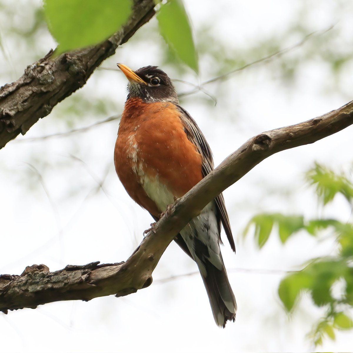 This American robin had such a lovely song to share with us!
#americanrobins #americanrobin #robins #robin #robinredbreast #redbreast #ohiobirdworld #ohiobirdlovers #birdsoftheworld #birdsarebeautiful #birdsongs #birdsong #birdlife #birdingdaily #dailybirdpic #dailybirdpix