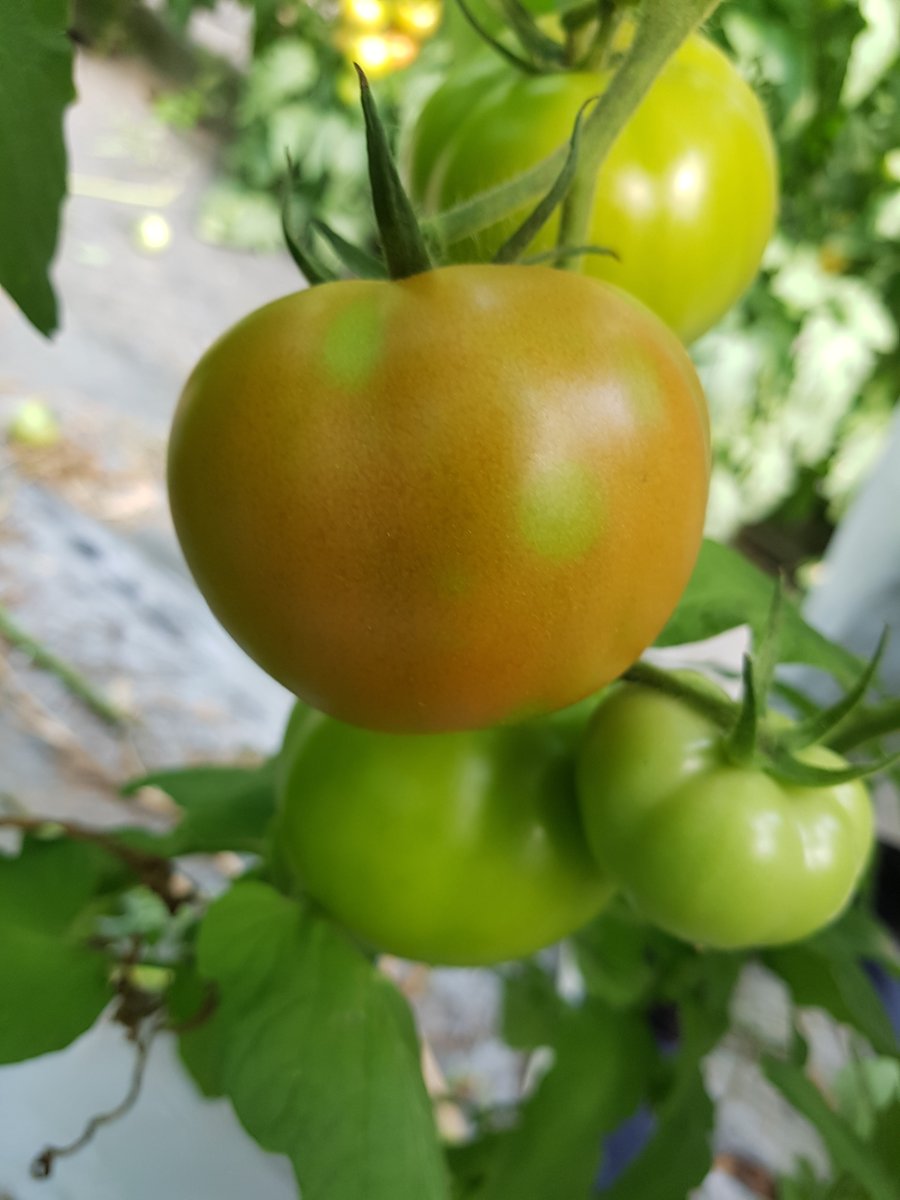 #ToBRFV bedroht noch immer Tomaten in EU. Für mehr Infos über aktuelle Forschung und das @virtigation Projekt bitte hier registrieren: ec.europa.eu/eusurvey/runne…