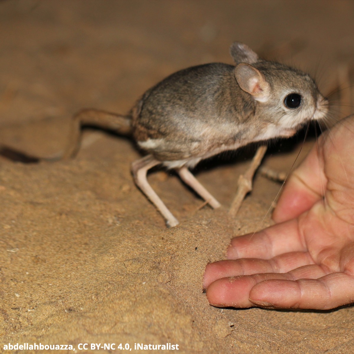 Hippity hoppity, have you ever seen the lesser Egyptian jerboa? 🤔 Found in parts of Asia & Africa, this tiny desert-dweller hops like a kangaroo across the sand, traveling long distances by night. It can journey ~6.2 mi (10 km) away from home in search of food.