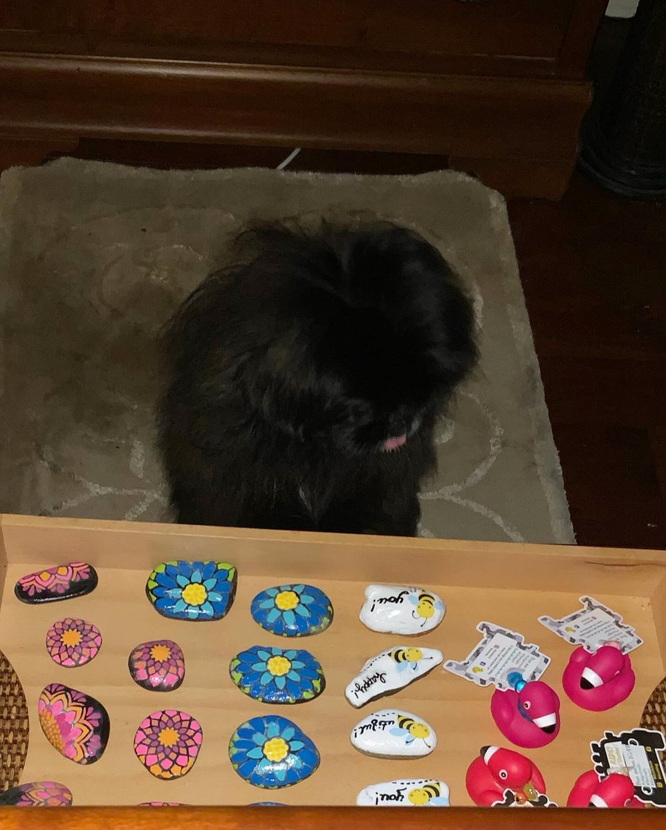 Dayjavoo? #kindnessrocks fur our #roadtrip Bekause kindness still rocks! Our #sundayfunday #kindnessonerockatatime and a foo jeep 🐥’s Which Sammy finks are toys…
.
#caligurlrocks #rockpainting #caligurl #flamingler #sweetsammy #rescuedog #duckduckjeep #duckingjeeps