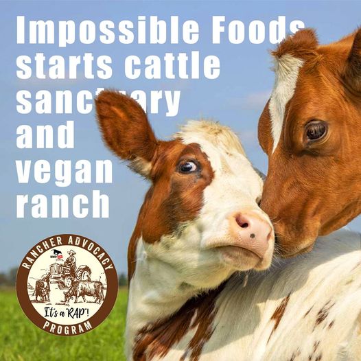 @ImpossibleFoods is fighting back against Big Ag's smear campaigns by opening up Impossible Ranch, where they will source some of the ingredients from their products. PLUS they are rehoming the cattle from the land they purchased in their very own sanctuary! 🐮❤️🌱🍔#Vegan