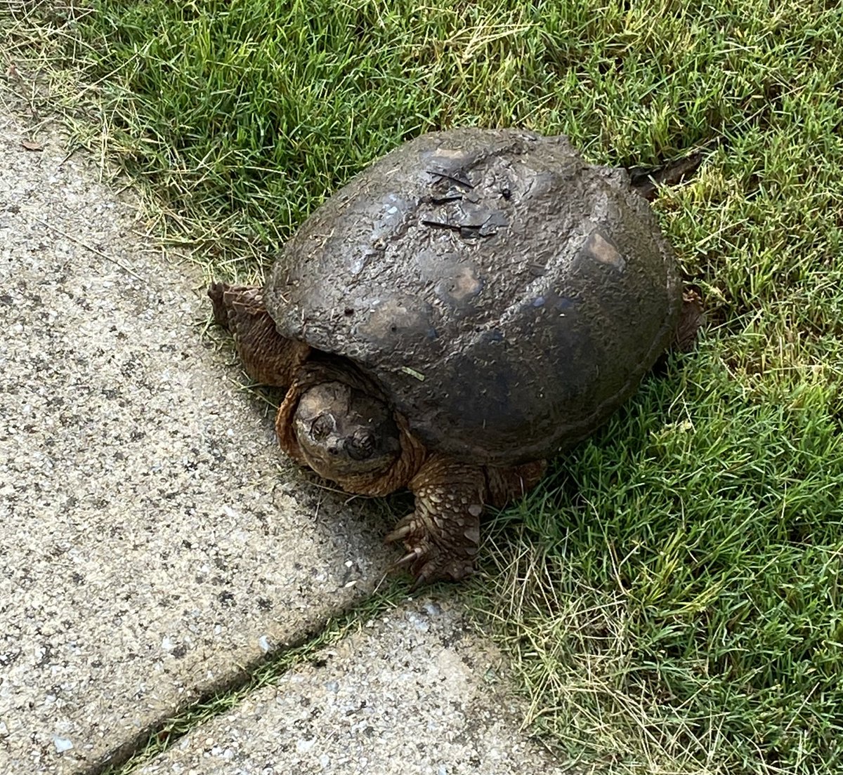 good morning twt i just ran into a SNAPPING TURTLE ON THE SIDEWALK??