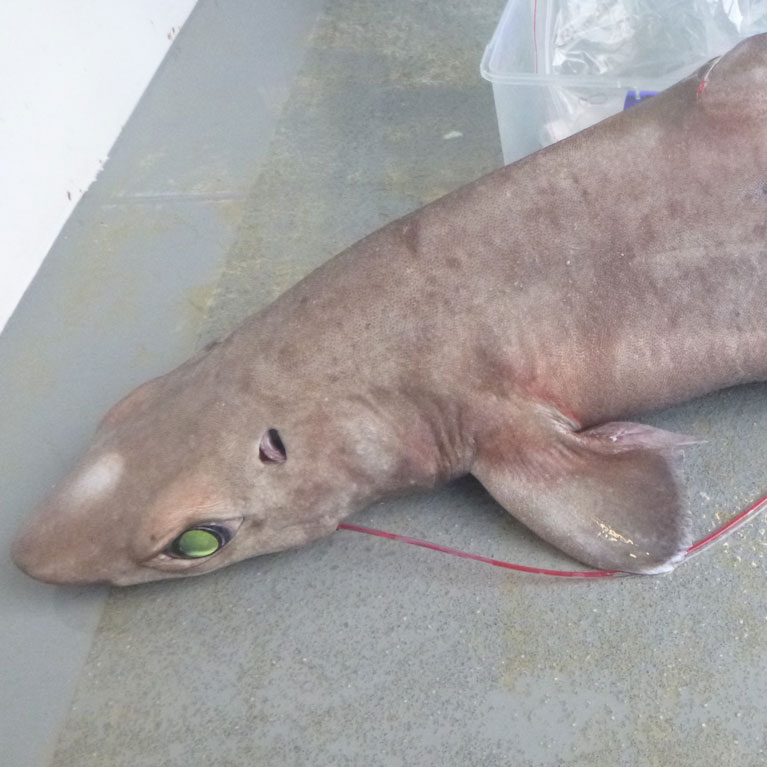 In a high stakes game of “Where’s Wally?”, @BritFinucci describes the process of tagging gulper sharks, one of New Zealand’s largest and most threatened deep-sea sharks, to understand their habitat use and post-release survival. More on this below. saveourseas.com/update/did-i-t…