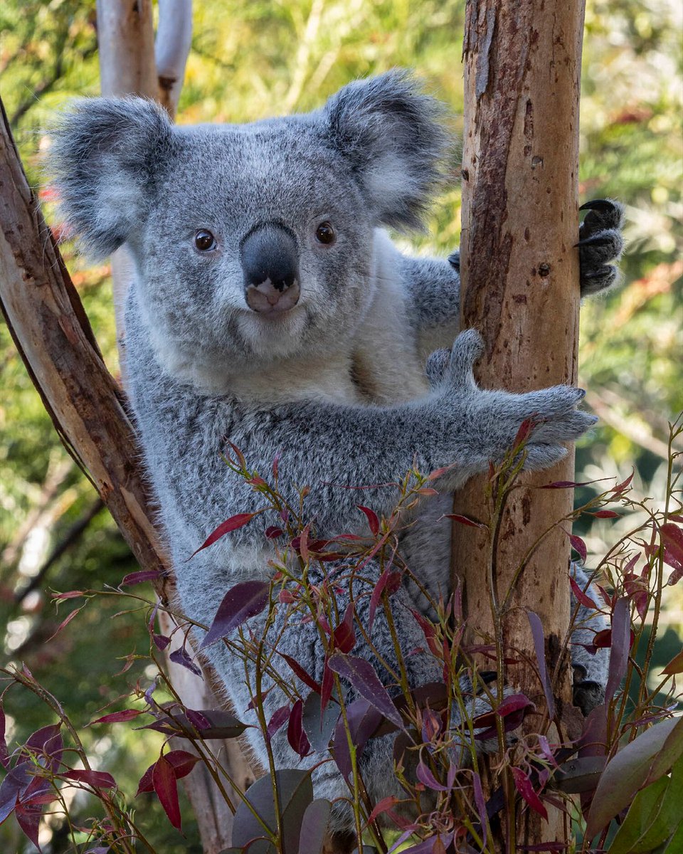 It's our first #MarsupialMonday post! Here's a handy way to tell Willum and Brumby apart when their habitat opens 5/24: 🐨 Willum (photo 1) rocks a grey coat with white spots on his legs and backside 🐨 Brumby (photo 2) has spots speckled on his nose! 📸 Credit: San Diego Zoo