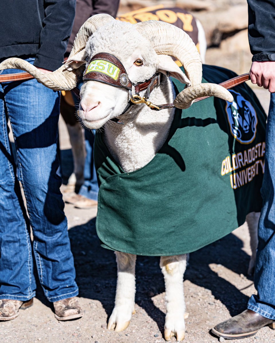 𝐆𝐨𝐨𝐝 𝐥𝐮𝐜𝐤 on your finals, Rams! ☀️🐏 #Stalwart x #CSURams