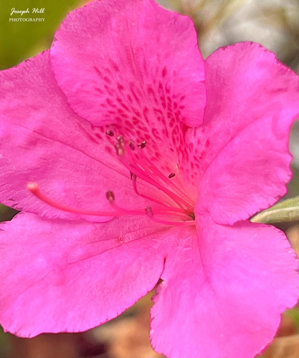 Azalea🌺
Photo By: Joseph Hill🙂📸🌺

#Azalea🌺 #flower #nature #spring #beautiful #colorful #Peaceful #NaturePhotography #flowerphotography #SouthernPinesNC #May