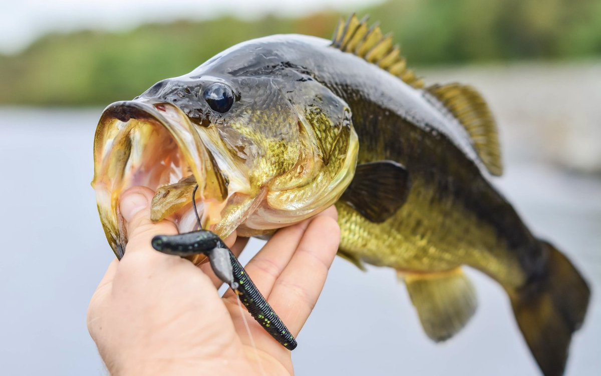 Dive into summer fun 🎣 at Lake Skinner! From Largemouth Bass to family picnics, there's something for every angler. Don't miss the Fishing Derby! Ready, set, fish! 🚤🐟 #LakeSkinner #FishingFun #SummerAdventure

ayr.app/l/d8jn