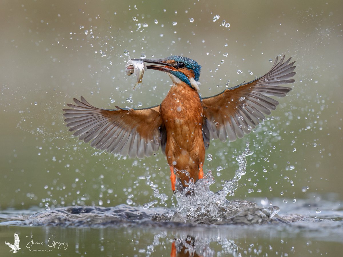 Kingfisher bursts out the water with its fish

(Lincolnshire Uk)

#SonyAlpha #BirdsSeenIn2024 #thebritishwildlife #TwitterNatureCommunity #wildlifephotography #naturephotography
@Natures_Voice