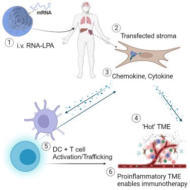 New #mRNA cancer vaccine triggers fierce immune response to fight malignant glioblastoma A potential new way to recruit the immune system to fight notoriously treatment-resistant cancers using an iteration of mRNA technology & lipid nanoparticles medicalxpress.com/news/2024-05-m……