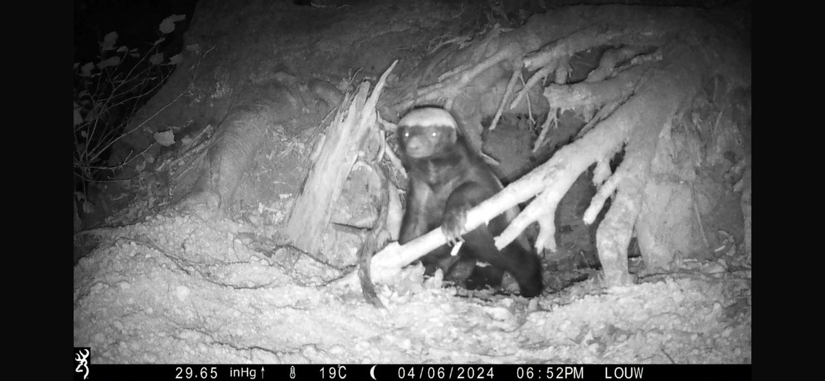 @CapeTownEtc Honey-Badger in a burrow on a Stellenbosch wine farm.