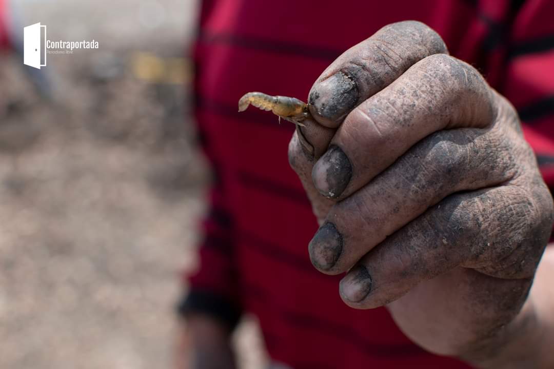 La increíble diversidad del Parque Sierra Morelos 🐍🦎🐭 durante las jornadas de limpieza de la plaga de lirio en este parque estatal se ha documentado la presencia de especies como acociles, culebras, ratones y hasta musarañas.