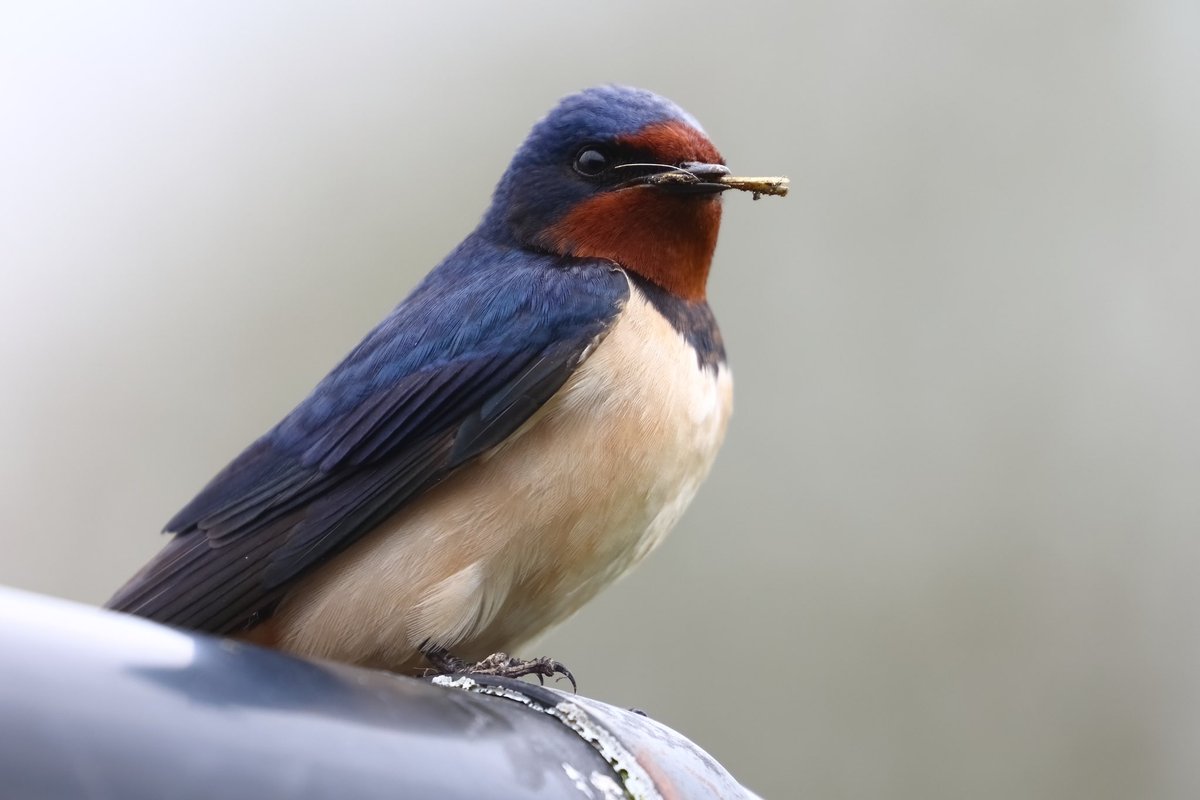 Swallow hanging about on the stable down pipe today. #swallow #swallows #rspb #nature #NaturePhotography #wildlife #wildlifephotography @Natures_Voice @RSPBScotland