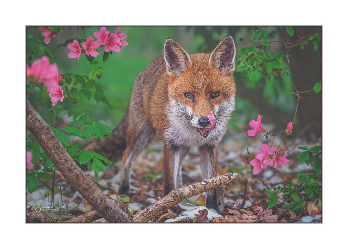 In The Pink #Sharemondays2024 #fsprintmonday #FoxOfTheDay #WexMondays

The bluebells are fading so Inari decided to show me some of the #azaleas! Apparently there's good foraging underneath the #pink ones 😉🦊 #nature #wildlife #mammals @ChrisGPackham #FoxAndFlowers #redfox
