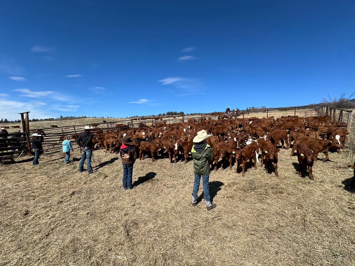 The next generation holding the line. Gotta teach them young!  

#MonetteCattle #YouthInAg #FutureFarmers #CattleRanch #Agriculture