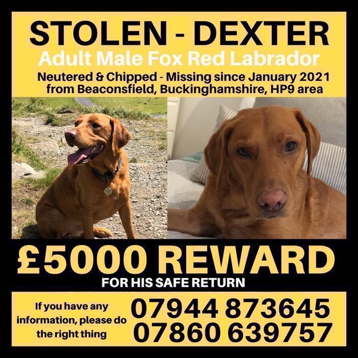 Do you know where Dexter is? 
He was stolen from #Holtspur #HP9 area on 14th January 2021. Please RT and help get this boy back home where he belongs , his family are heartbroken without him💔 🙏💕 #stolendoghour #GetDexterHome #FindDexter #NewYear2024 #BUCKINGHAMSHIRE #k9hour