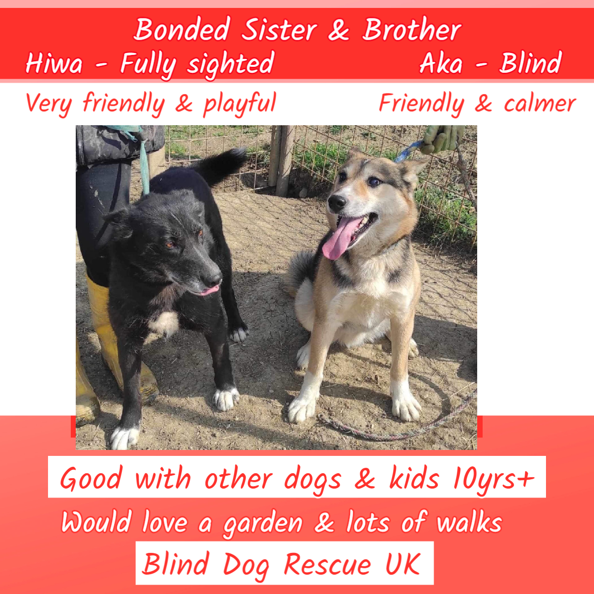 #k9hour 6yo brother & sister HIWA (fully sighted) & AKA (blind), have been together since birth, so BDRUK would love for them to find a forever home together. 🙏 Hiwa is very friendly & playful & Aka is also a friendly lad, but calmer. See this amazing duo here:…