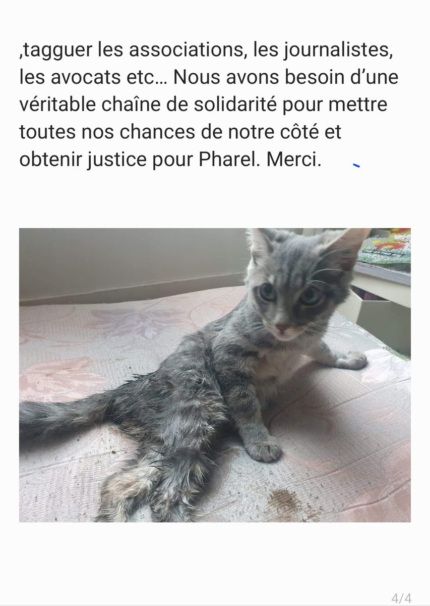 [TW Maltraitances animales/violences sexuelles] Les amis, nous avons besoin de vous. Besoin de faire entendre la voix de ceux qui n'en ont pas, que notre petit Pharel n'ait pas vécu tout ça pour rien. Si vous pouvez tagguer les journalistes, avocats, médias et rt au max. Merci 🤞