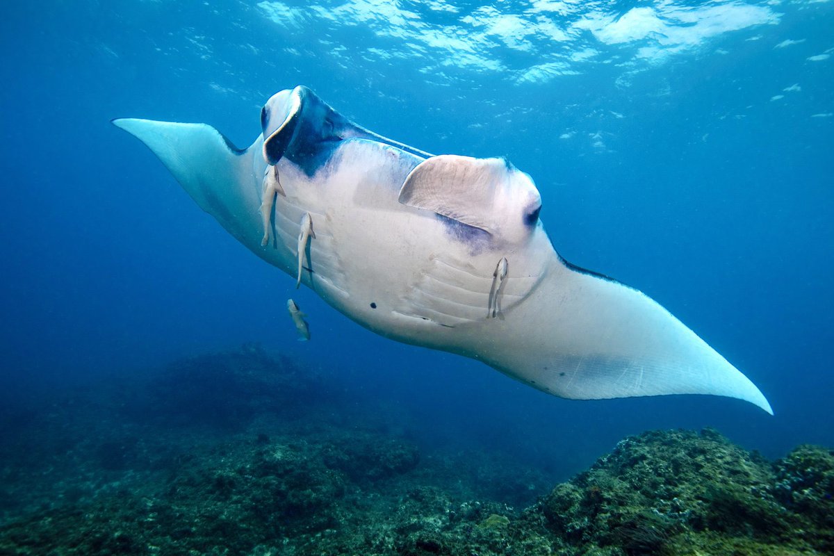 New Report Reveals Vital Insights Into Protecting Reef Manta Rays In Raja Ampat, Indonesia 🙏🌊 READ MORE: 🌍👉 worldanimalnews.com/new-report-rev…