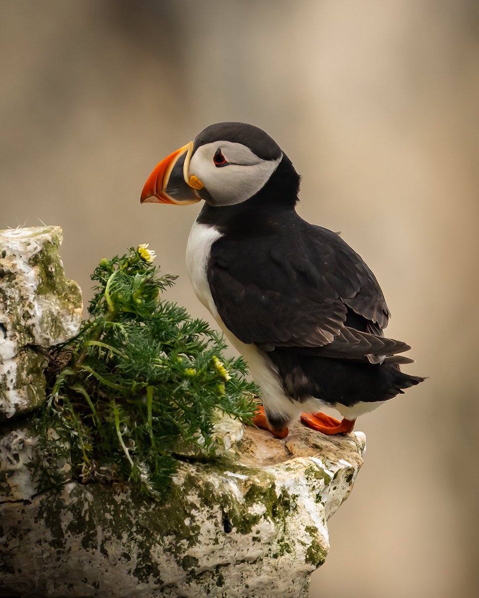I’m packing my bags for a week on the Isle of Mull and Lunga in Scotland from Wednesday .. I can’t wait !  

#wildlife #wildbirdphotography #puffin
#scotland #travel #BirdsOfX