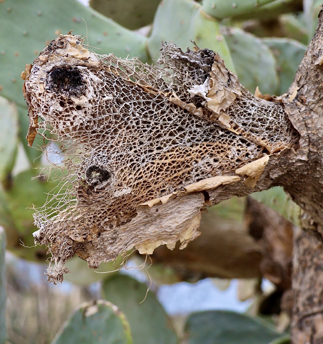 Cactus skeleton #photo #Texas #photography #NaturalBeauty #nature