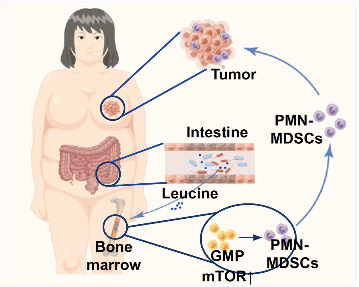 A high fat diet promotes cancer progression via the gut-bone marrow-tumor axis, with high leucine production and the bacteria Desulfovibrio implicated in patients, with worse outcomes pnas.org/doi/10.1073/pn… some of this work @justsaysinmice @PNASNews