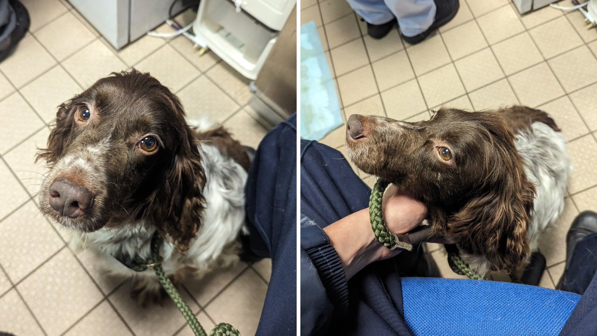 Daisy was found wandering in a woodland area in Keswick Drive, Chesterfield with a severe leg injury on 18th April. She is also lactating so we are extremely worried about the welfare of her puppies 😞 ⁣If you have any info, please contact our appeals line on 0300 123 8018⁣.