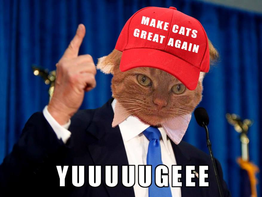 YUUUUUUGE potential with $DC 🦅😼🇺🇸 #MakeAmericaMeowAgain #TrumpYourCat