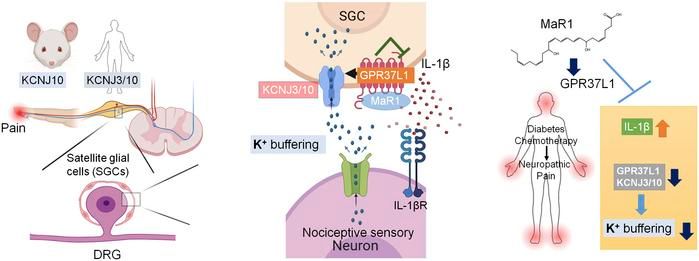 Satellite glial GPR37L1 and its ligand maresin 1 regulate potassium channel signaling and pain homeostasis: buff.ly/4b3DYVk 

@DukeMedSchool 
#Neuroscience