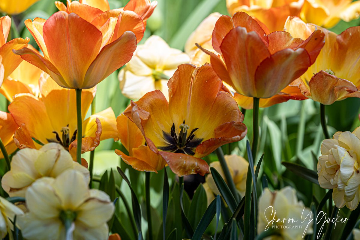 Spring Flowers #tulips #daffodils #tulip #springflowers #flowerphotography #picoftheday #floweroftheday #beautyinnature #FlowersOnX #Nikon #nikoncreators #botany #HappyMonday #tulippictures #SpringVibes #photography #nature #NaturePhotography #nature撮影会 #zcreators