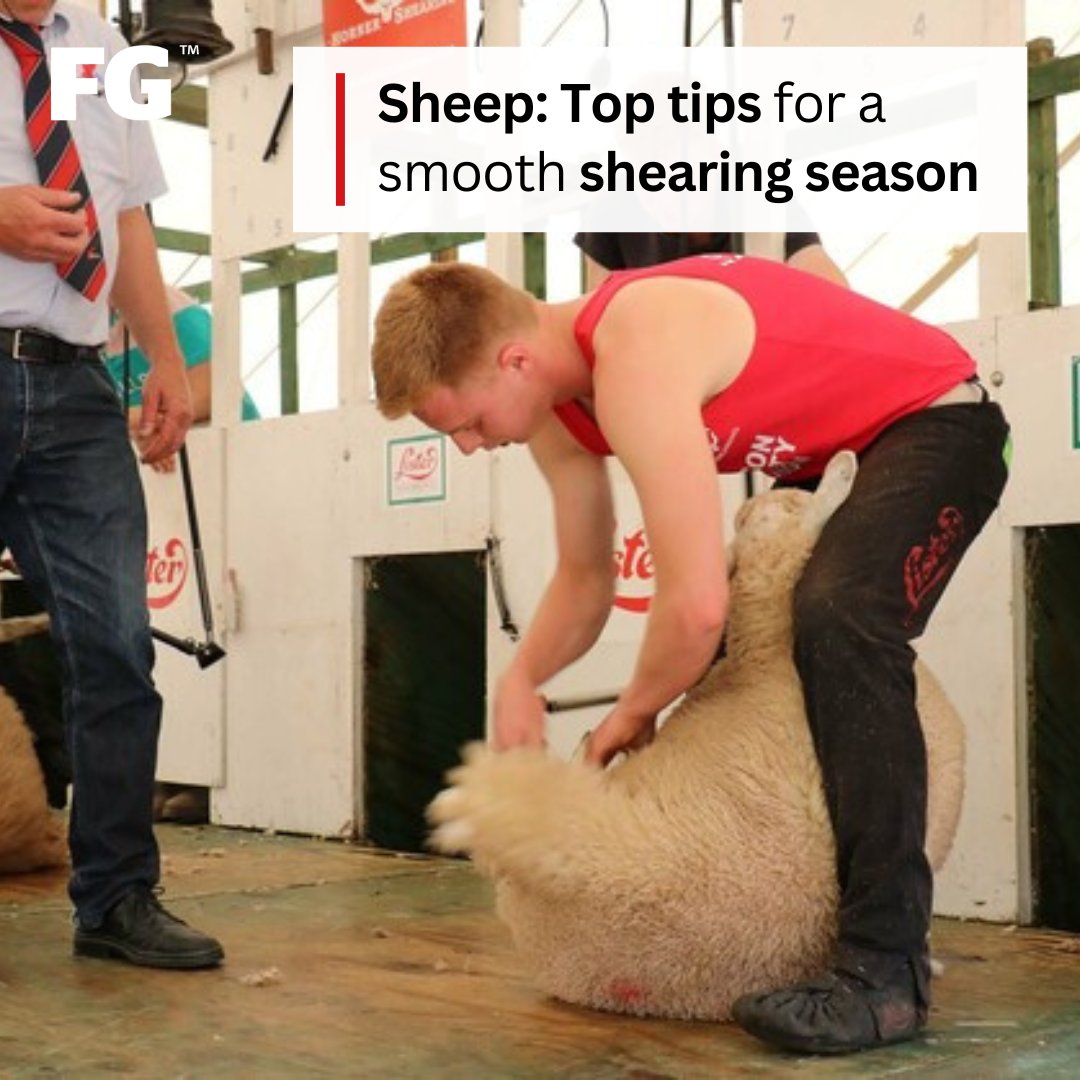 ⭐TOP TIPS⭐ With the shearing season looming, Ellie Layton looks at the key points to help a flock's shearing go smoothly.

farmersguardian.com/news/4201750/s…

#sheep #shearing #sheepshearing #livestock